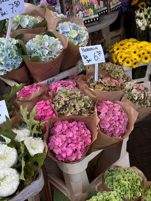 A display of fresh hydrangea flowers arranged in small bouquets wrapped in brown kraft paper, showcasing a variety of pastel colors including soft blue, pink, and green. The bouquets are placed on a w