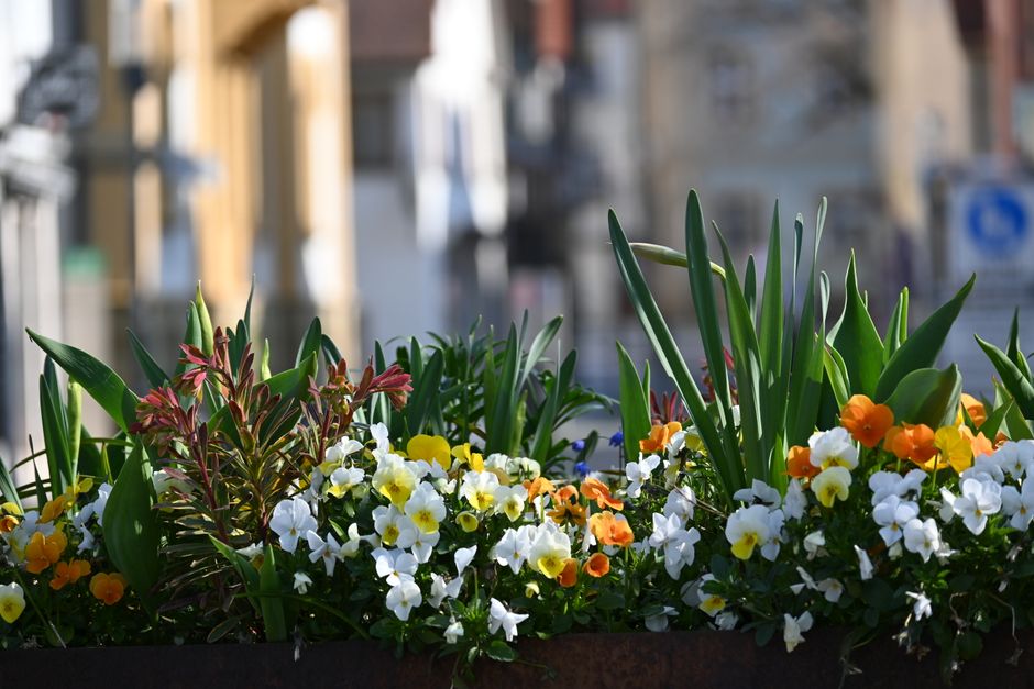 A vibrant flower arrangement in a rectangular container featuring a mix of fresh flowers including white, yellow, and orange pansies, complemented by green foliage with long, pointed leaves and reddis