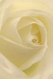 Delving into the heart of this creamy-ivory rose, the close perspective immerses you in a serene softness reflective of a gentle West Ham morning. Each petal spirals inward, their whisper-light edges kissed by subtle shadow, conjuring the quiet drama and depth found in a florist's most cherished creations. The bloom glows with a tranquil light, casting the kind of peacefulness that accompanies meaningful expressions-sympathy, admiration, or new beginnings in the heart of E15. The skillful arrangement hints at both the resilience and tenderness cultivated within West Ham's community, with the rose's pristine form echoing moments of reflection in local gardens. Fragrance seems to hover, delicate and understated, perfectly matched to the emotional resonance this rose delivers-an ideal floral gesture for honouring life's significant milestones with warmth, care, and understanding.